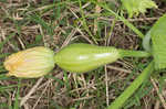 Field pumpkin